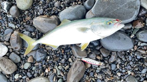 イナダの釣果