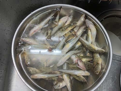 ハゼの釣果