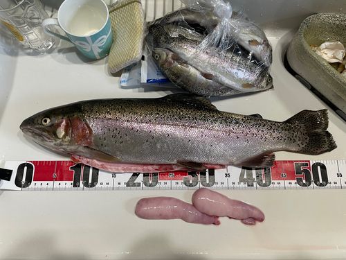 ニジマスの釣果