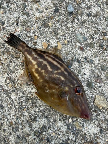 ウマヅラハギの釣果