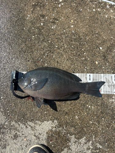 グレの釣果