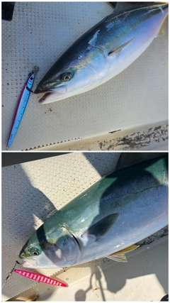 ワラサの釣果