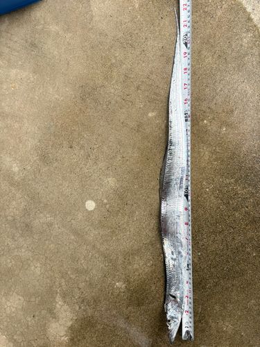 タチウオの釣果
