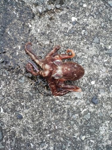 タコの釣果