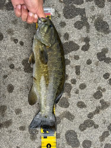 スモールマウスバスの釣果