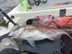 タイの釣果