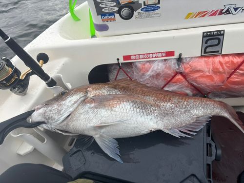 タイの釣果