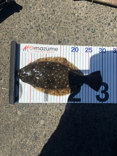 ソゲの釣果