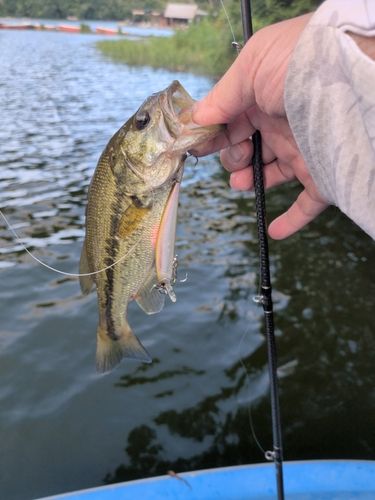 ラージマウスバスの釣果