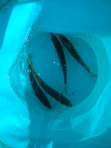 アジの釣果