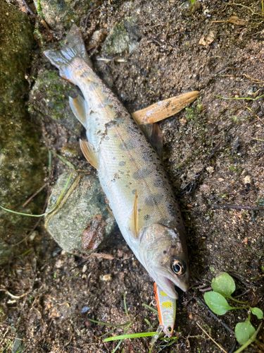 ヤマメの釣果