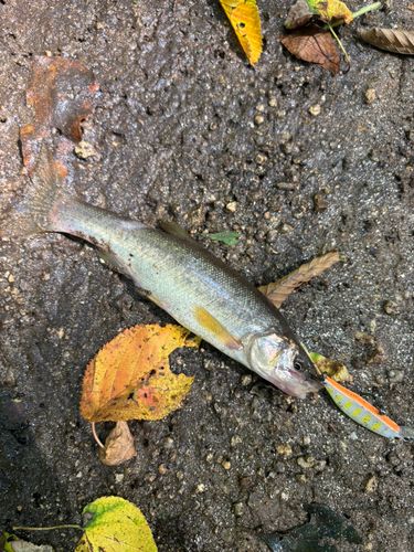 アブラハヤの釣果