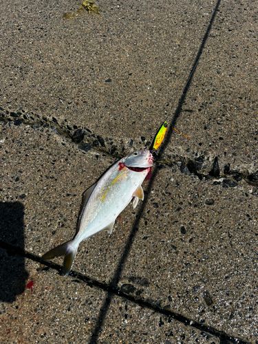 ワカシの釣果
