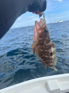 キジハタの釣果
