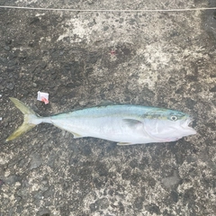 ワラサの釣果