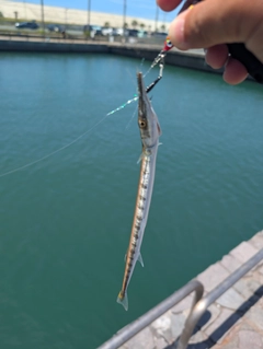 ダツの釣果