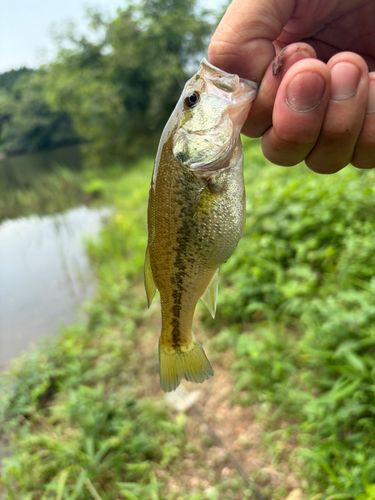 ラージマウスバスの釣果
