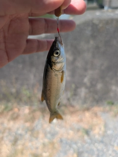 ウグイの釣果