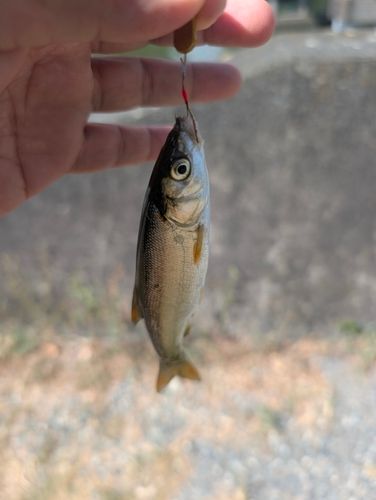 ウグイの釣果