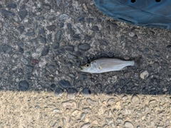 セイゴ（マルスズキ）の釣果