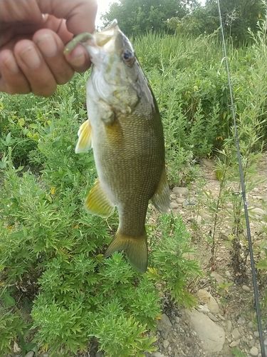 スモールマウスバスの釣果