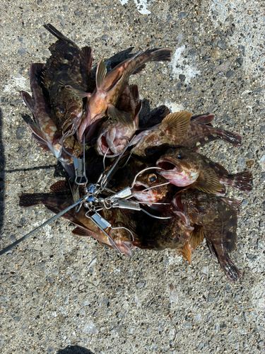 カサゴの釣果