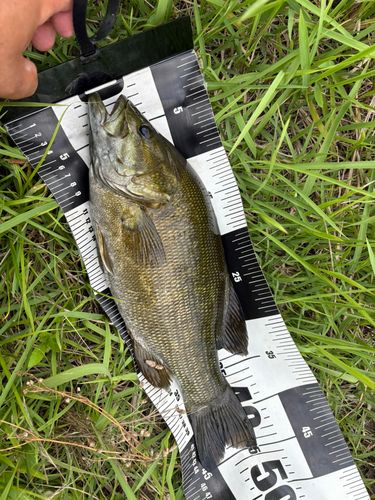 スモールマウスバスの釣果