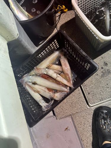 ケンサキイカの釣果