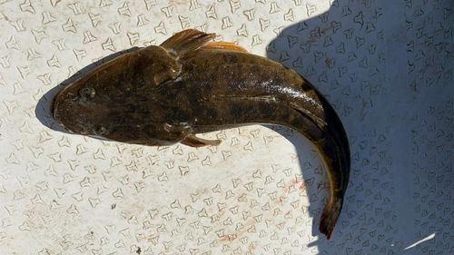 マゴチの釣果