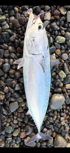 マルソウダの釣果
