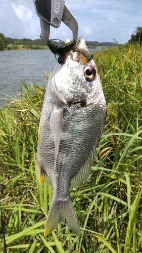 キビレの釣果