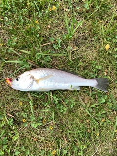 イシモチの釣果