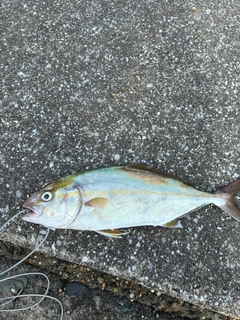 ショゴの釣果