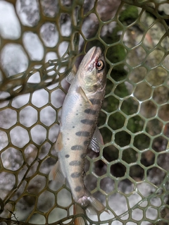 ヤマメの釣果