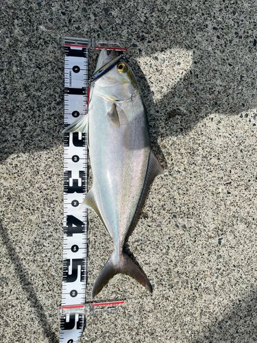 ショゴの釣果