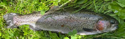 ニジマスの釣果