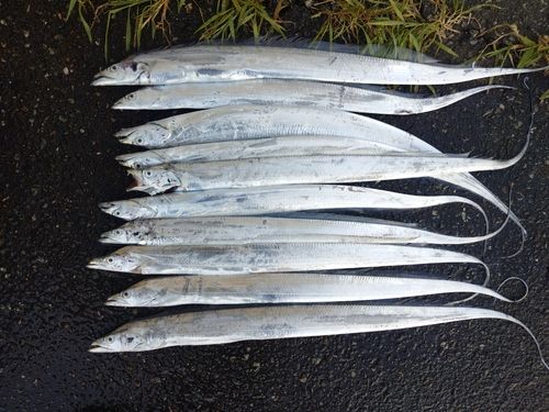タチウオの釣果