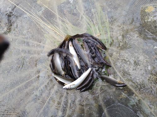 アユの釣果