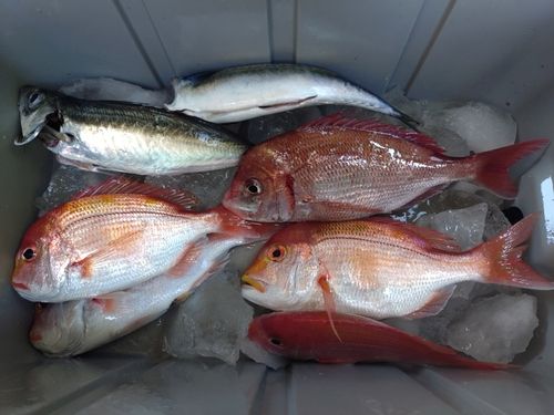 マダイの釣果