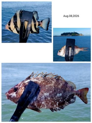 アイゴの釣果