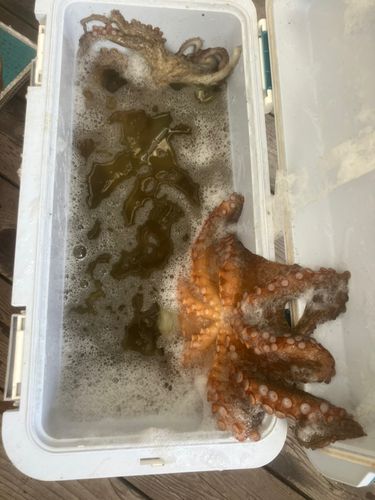 タコの釣果