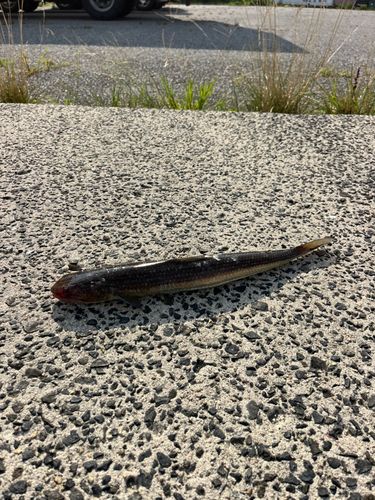 エソの釣果