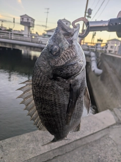 クロダイの釣果