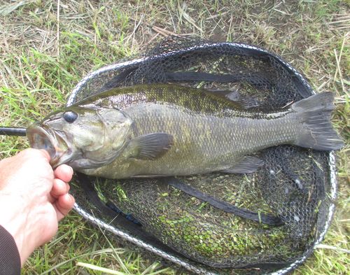 スモールマウスバスの釣果