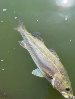 シーバスの釣果