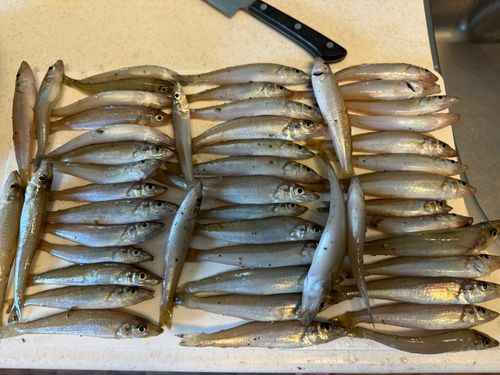 キスの釣果