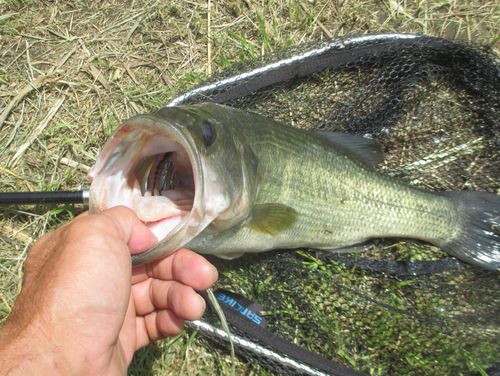 ラージマウスバスの釣果