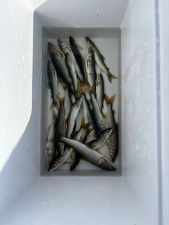 アユの釣果