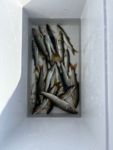 アユの釣果