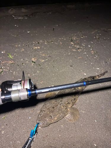 マゴチの釣果